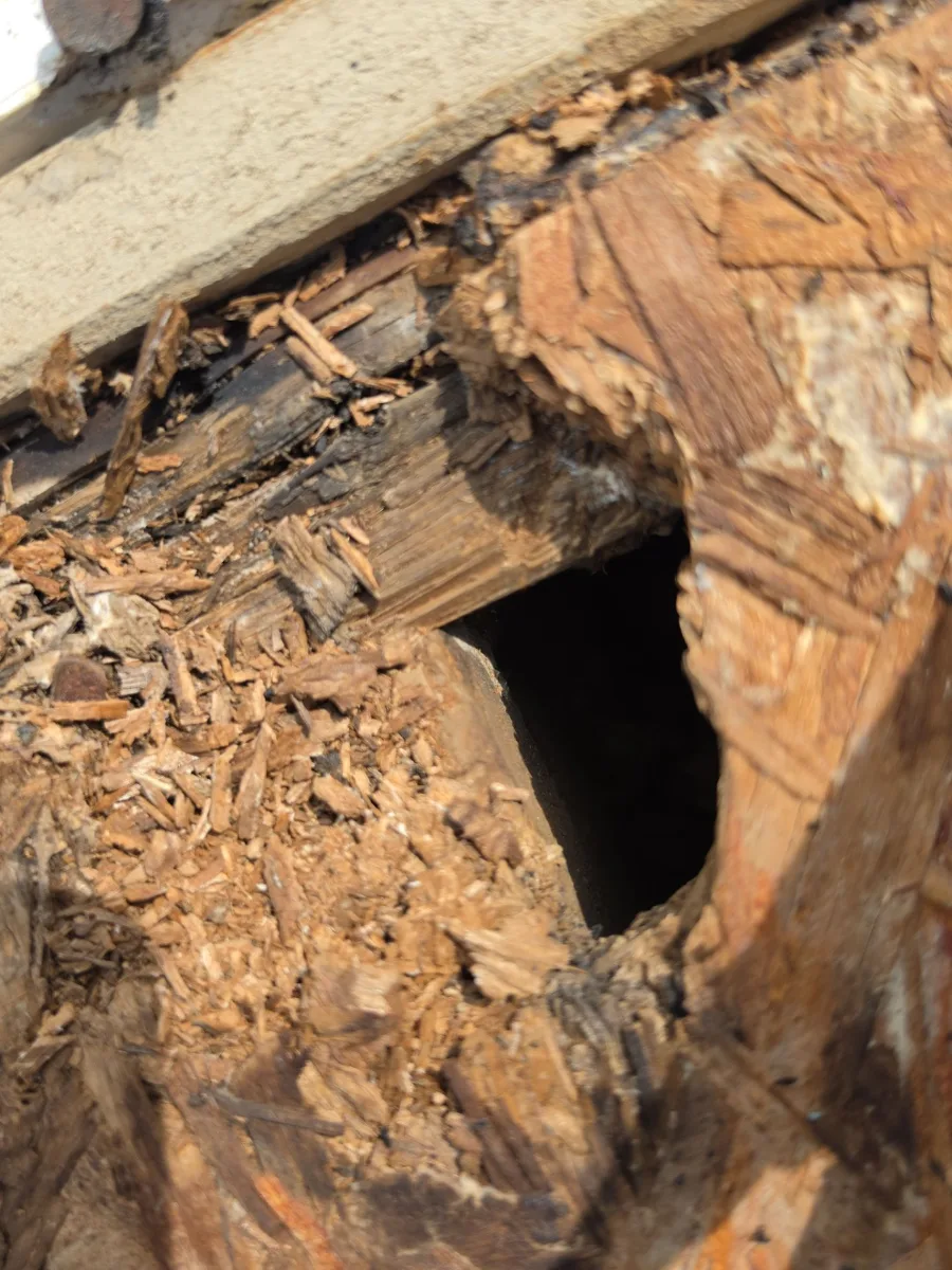 Rotted roof decking at the eave of a Hamilton, VA home