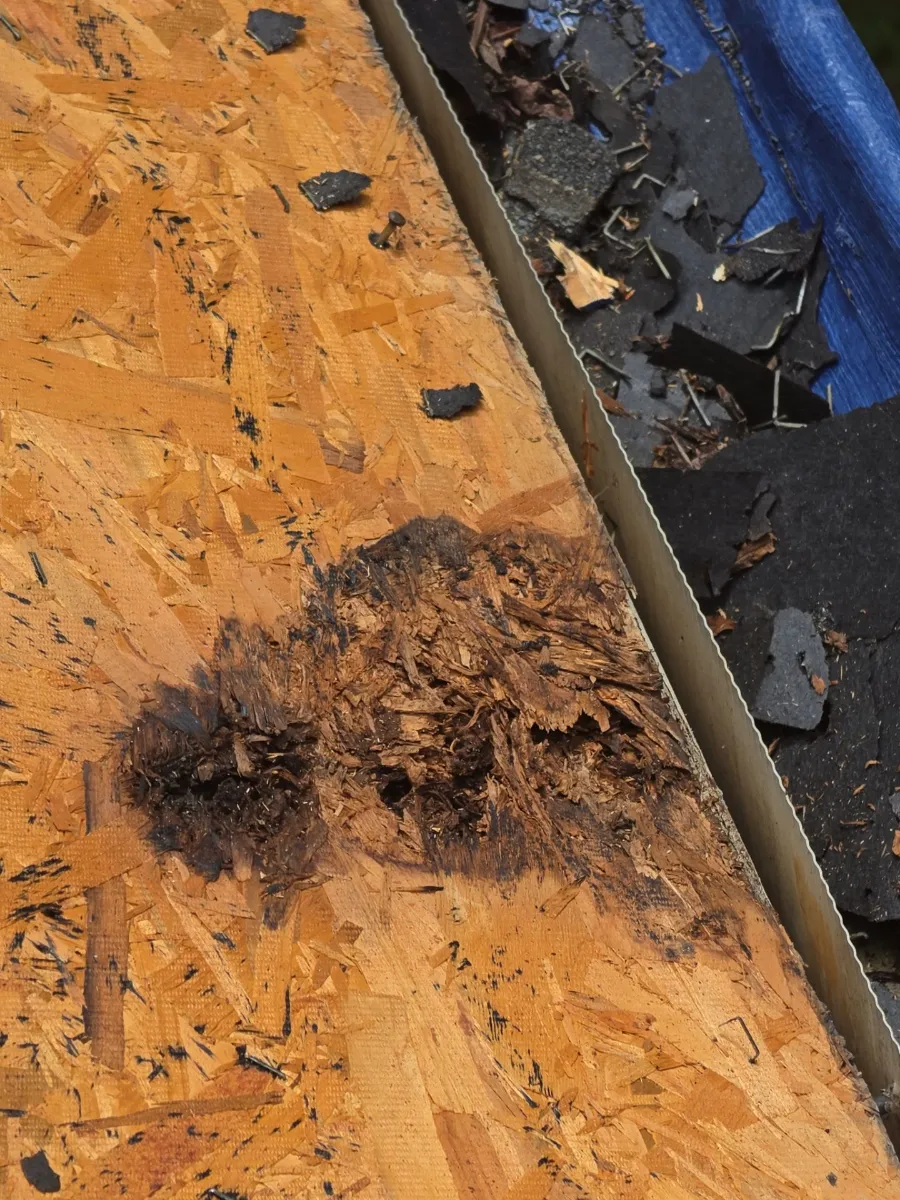 Rotted plywood roof decking found under old shingles in Leesburg, VA